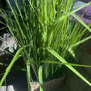 Artificial plant 🪴